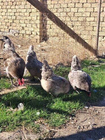 котят в добрые руки: Курица, Для разведения