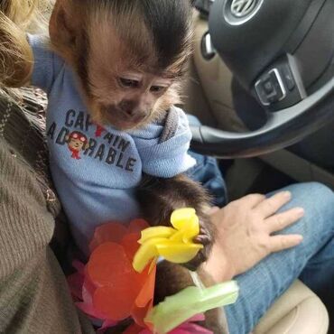 Παιχνιδιάρικο μωρό καπουτσίνος μαϊμού αρσενικό φύλο έτοιμο για νέο