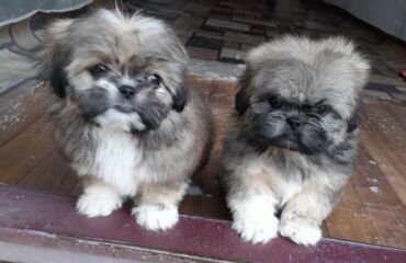 İtlər: Pekines, 1 ay, Dişi, Ödənişli çatdırılma — 5