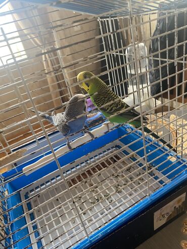 Qəfəslər: Ev dalğalı tutuquşu dəsti - İki ədəd dalğalı tutuquşu (bir — 4