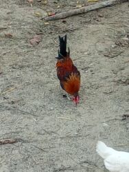 dana qiyməti xacmaz: Курица, Для разведения, Платная доставка