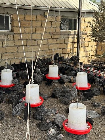 quş satışı: Toyuqlar satılır
Topdan satılır 5 man — 1