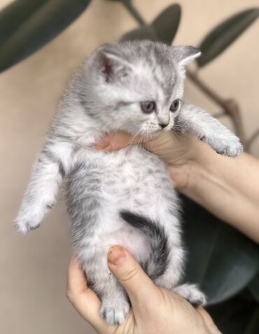 Pişiklər: Şotland — 23