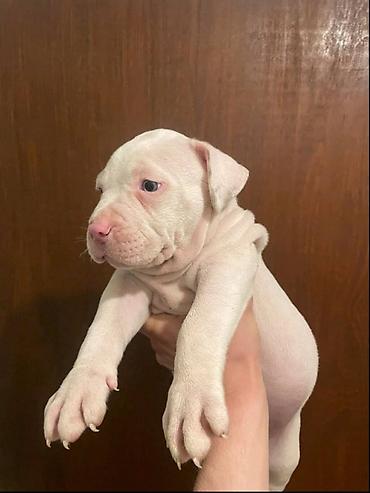 Psi: American bully štenci – vrhunski kvalitet Na prodaju tri prelepe ženke — 3