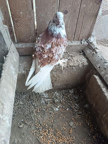 qızıl quş: Frillback (bükülü tüklü) göyərçinlər – dekorativ cins - Rəng: ağ və — 3
