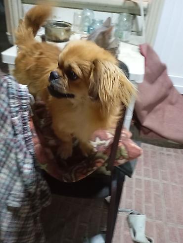 İtlər: Pekines, 7 ay, Erkək, Peyvəndli, Ünvandan götürmə — 3