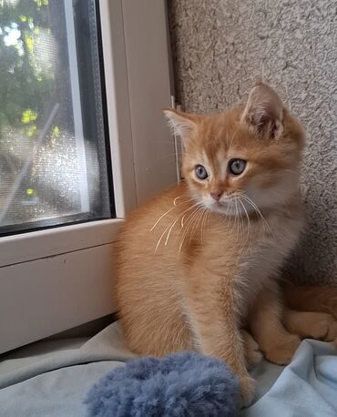 Продажа кошек: Скотиш Страйт (Шотландская прямоухая), 2 месяца, Мальчик, Красный, Приучена к лотку