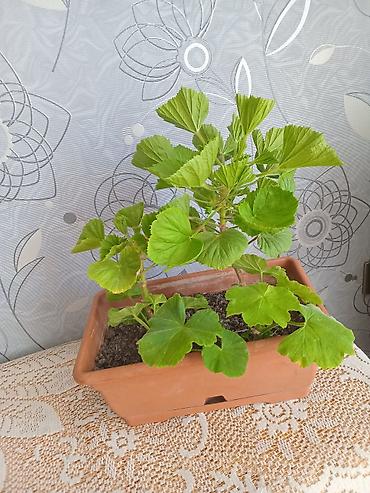geran: Pəncərə qutusu üçün ətli saksı bitkisi – 2 köklü pelargonium — 3