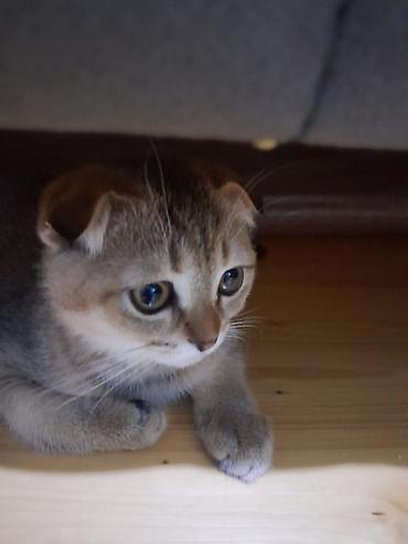 Кошки: Шотландская вислоухая — 9