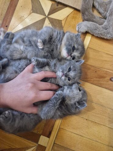 Pişiklər: Britan, Dişi, Yaxşı əllərə, Pulsuz çatdırılma — 18