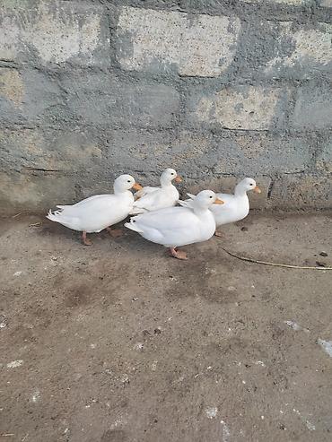 ordək balası və cucə: Kalduk ördəyi,keçən il olan balalardı,2 xoruz 2 fərədi,tam sağlam — 1