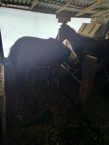 Лошади, кони: Продаю | Жеребенок | Для разведения — 6