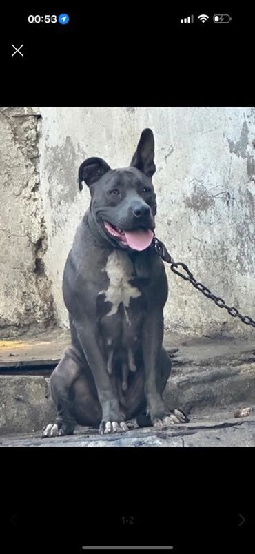 Akvarium aksessuar və ləvazimatları: Pitbul, 2 il, Dişi, Peyvəndli, Pulsuz çatdırılma
