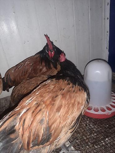 toyuq cücə satışı: Temiz qan Forvek cinsili hryvanlar satiwa cixardilib.Alman — 7