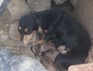 pitbul balasi qiymeti: Zvonok, 1 ay, Erkek, Ünvandan götürmə, Ödənişli çatdırılma