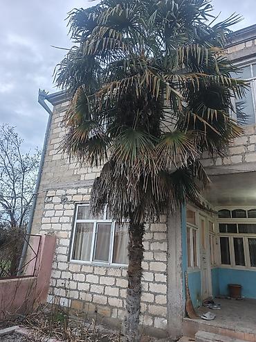 püstə ağacı satılır: Trachycarpus fortunei (Küləkxurma, Çin xurması) – iri dekorativ palma — 4