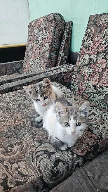 купить тайскую кошку: Отдадим даром котят серо-белого окраса, есть 1 мальчик и 1 девочка - — 3