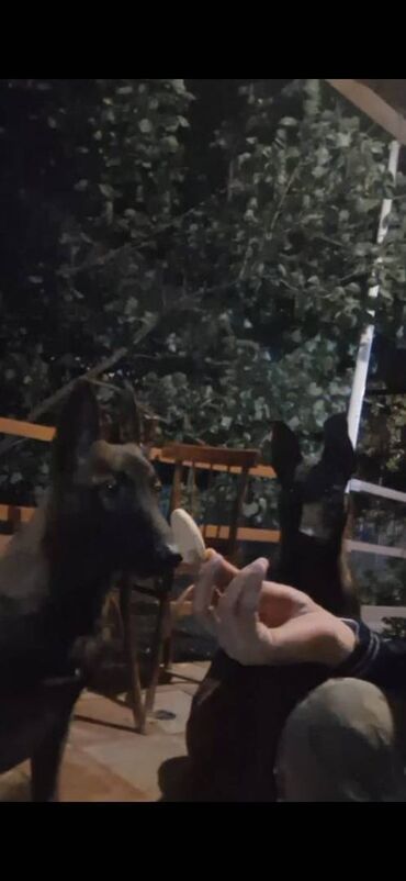 İtlər: Belçika çoban iti, Dişi, Peyvəndli — 4