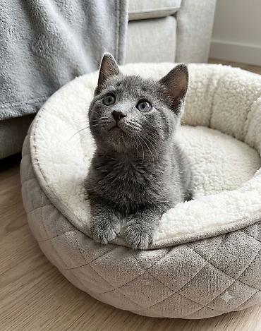 коой: Кошка даром: Русская голубая, Девочка — 2