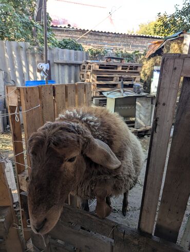 Бараны, овцы: Продаю | Овца (самка) | Арашан | Для разведения | Племенные — 7