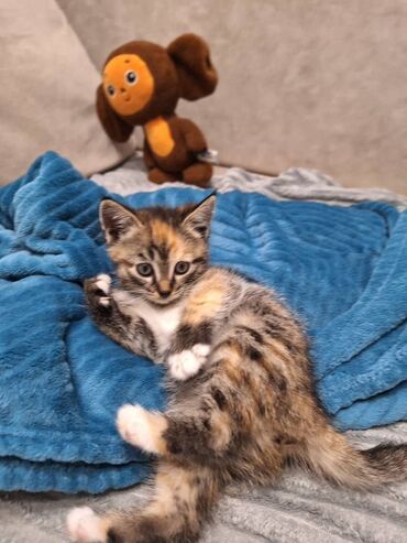 где можно купить шотландского вислоухого котенка: Трёхцветный котёнок (черепаховый окрас) с белыми «носочками» и