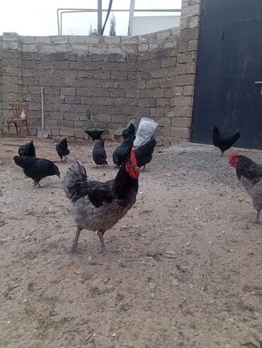 Xoruzlar: Məhsul: Ev şəraitində saxlanılan uzun quyruğ Alman sortu olan astralop — 10