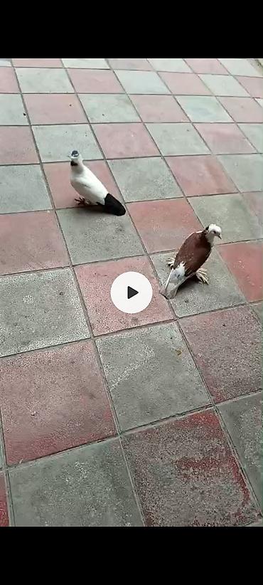 Quşlar: Salam dekarativ ağbaş erkəydi,manax mayayla barter de olunur,satışda — 3