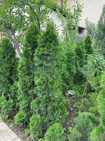 Туя: Продаются декоративные хвойные растения 🌿🌲 -туи от 80 до 300см -ели от — 6