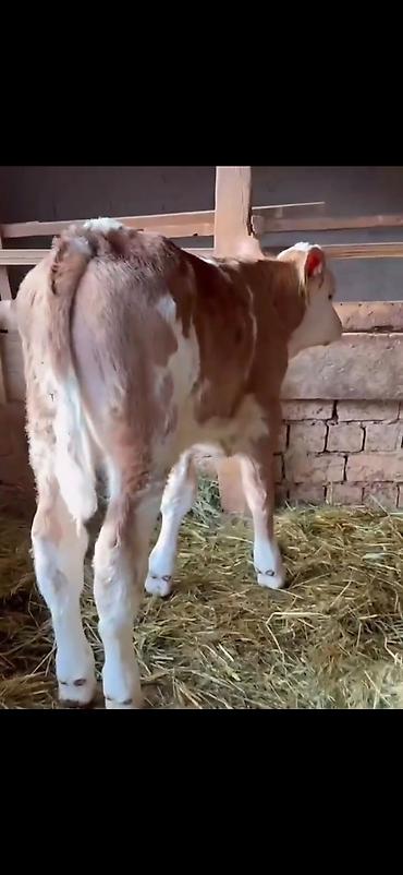 Dana, buzov: Simental tipli buzovlar – ət və süd istiqamətli damazlıq potensialı — 8