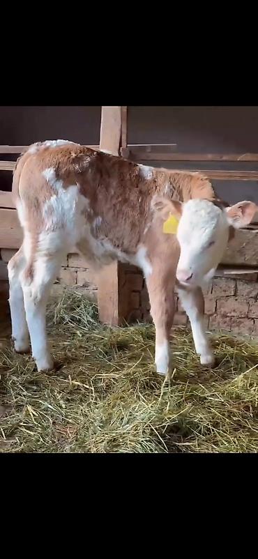 Dana, buzov: Simental tipli buzovlar – ət və süd istiqamətli damazlıq potensialı — 12