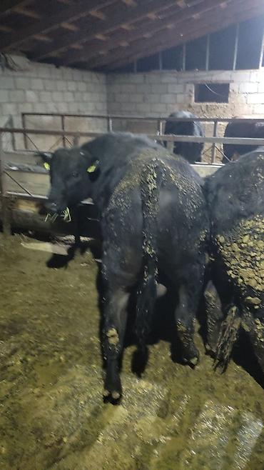 Коровы, быки: Продаю | Бык (самец) | На откорм — 9