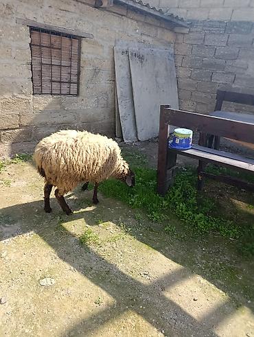 yulaf satisi: Super damazlıq ve kəsimli 8ayliq quzu istiyenler buyrsun elim yandi — 1