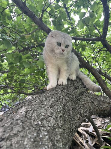 продаю бычки герофорды: Скотиш Фолд (Шотландская вислоухая), 2 года, Мальчик, Белый, С прививками, Проглистована