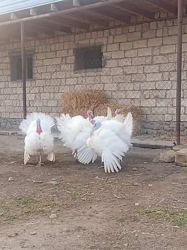 ağ haski: Ağ rəngli hinduşka sürüsü 8 ayliq xoruzlardi cekileri 8 kq alti — 2