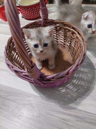 Pişiklər: Qızıl şinşilla, Dişi, Ünvandan götürmə — 9