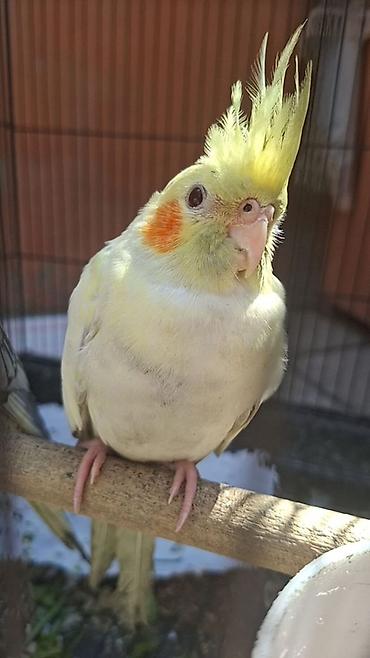 korella qus: Nimfa (Cockatiel) tutuquşu - Növ: Nimfa (Nymphicus hollandicus) – — 7