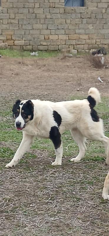 İtlər: Alabay, 1 il, Dişi, Peyvəndli — 10