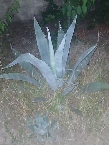 col bitkiləri: Agave americana – dekorativ sukulent - Bitki növü: Agave americana — 4