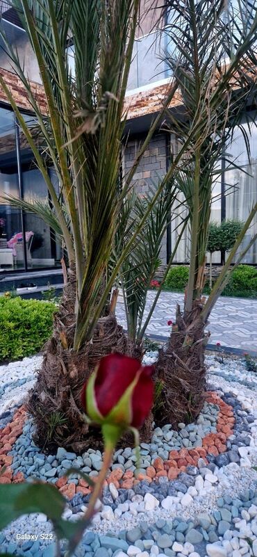 Dekorativ daşlar: Ağ daşlar.Dekorativ Ağ daşlar Təbii daşlardır.kiçik orta və böyük — 19