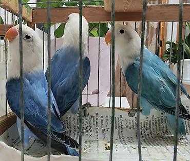 той пудель цена в баку: Salam fişer bala satılır yeni dən yeməyə başlayıb, ağ başlar — 1