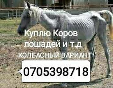 купить ауди а 4 в Кыргызстан: Куплю забой в колбасный цех
дорого в любом виде