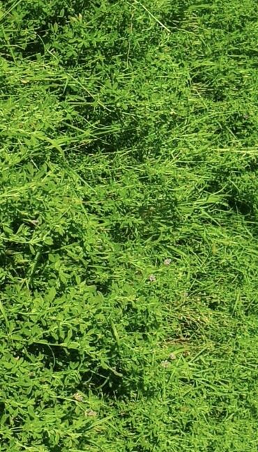 ucuz toyuq satisi: Yeni biçilmiş yonca otlağı. Heyvanlarınız üçün ideal yemdir. Yüksək