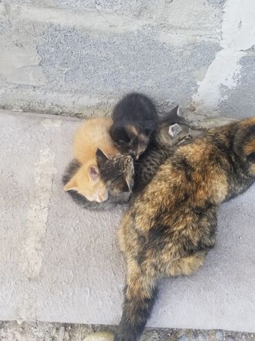 идентификация киви кошелька в кыргызстане бесплатно: Отдадим котят в хорошие добрые руки. 2 кота и 1 девочка. город