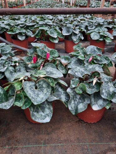 Otaq bitkiləri: 1Gullerin satişi unvanniza odenişli çatrlmada var karistan karpiz — 16