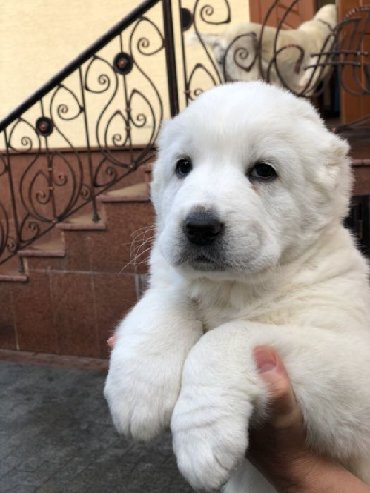 İtlər: Алабай (Alabay) Племенной питомник предлагает щенков среднеазиатской — 18