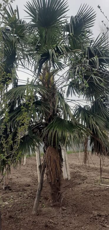 dəmir tikanı bitkisi: Palma