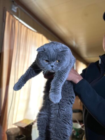 каракол животное: Продаю кота шотландца умный послушный
