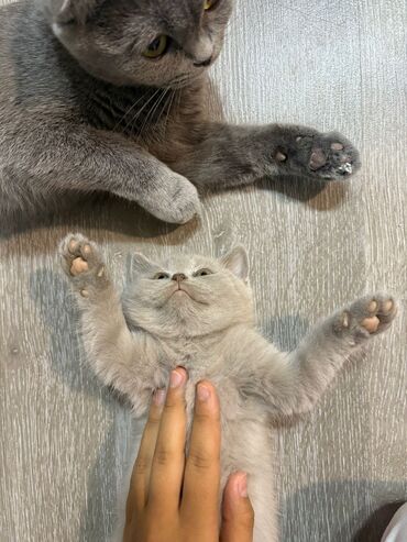 pişik cütləşmə: Британская