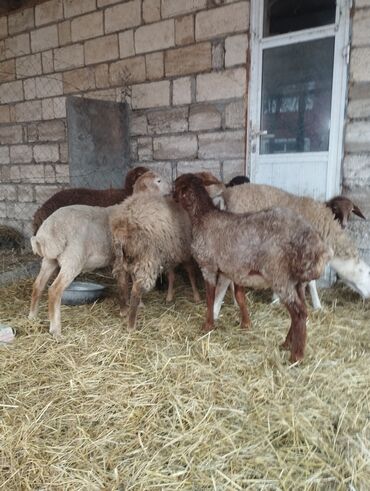 Qoyunlar, qoçlar: Salam ümlikdə 6 ədədir tək tək 245 dən hamin alan olsa 1450 dən son -da lalafo.az — 4 Qoyunlar, qoçlar: Salam ümlikdə 6 ədədir tək tək 245 dən hamin alan olsa 1450 dən son — 4