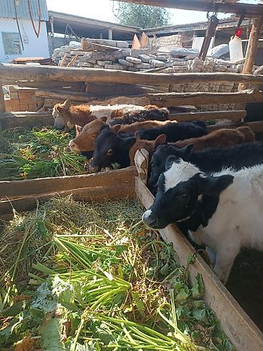 бельгийский малинуа цена: Продаю | Корова (самка), Бык (самец), Тёлка | Герефорд, Алатауская, Швицкая | На откорм, Для разведения, Для молока — 2